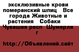 эксклюзивные крови-померанский шпиц - Все города Животные и растения » Собаки   . Чувашия респ.,Шумерля г.